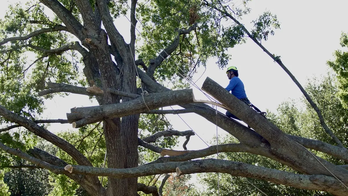 Professional Hazardous Tree Removal performed by certified arborists in Pennington